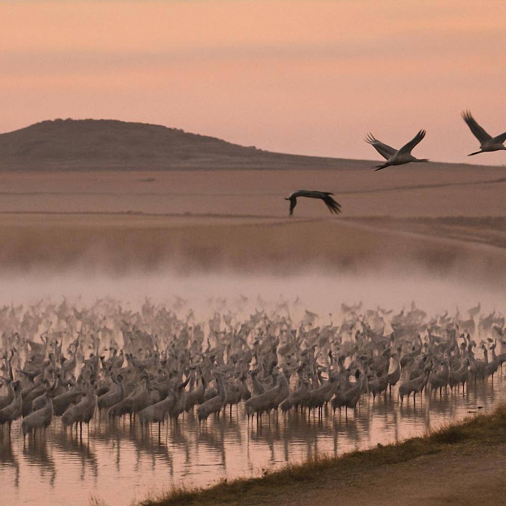 The Lagoon Where Tens of Thousands of Cranes Land Each Autumn